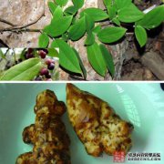 [除湿]放土壤，湿热毒物，寻找通